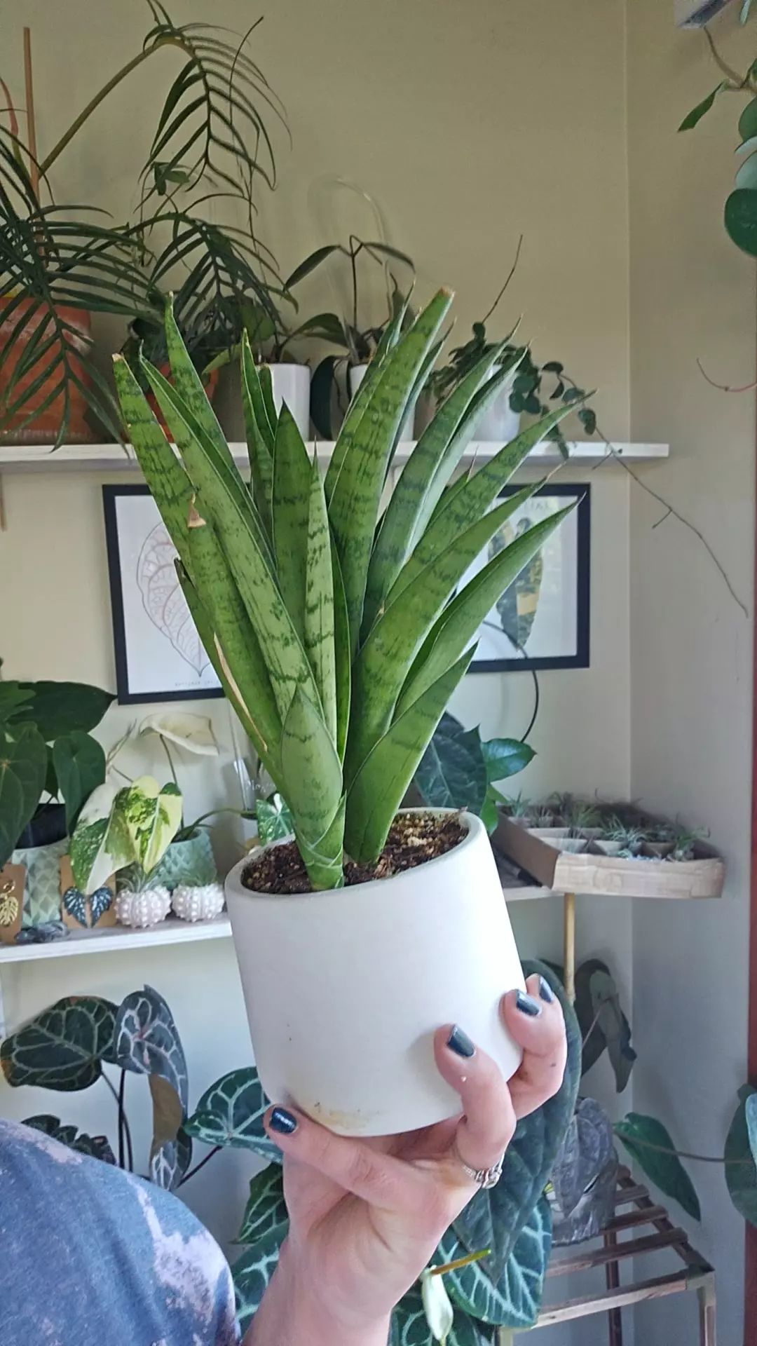 plant/Sansevria crown-0