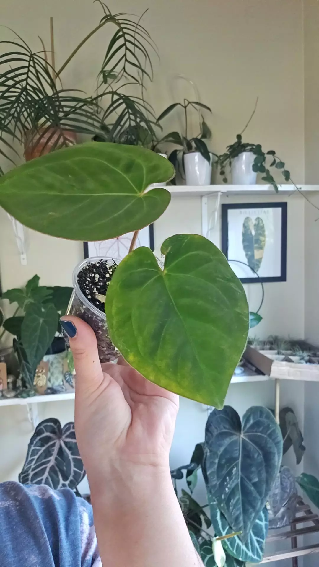 plant/Pink lemonade x eastern dressleri-0