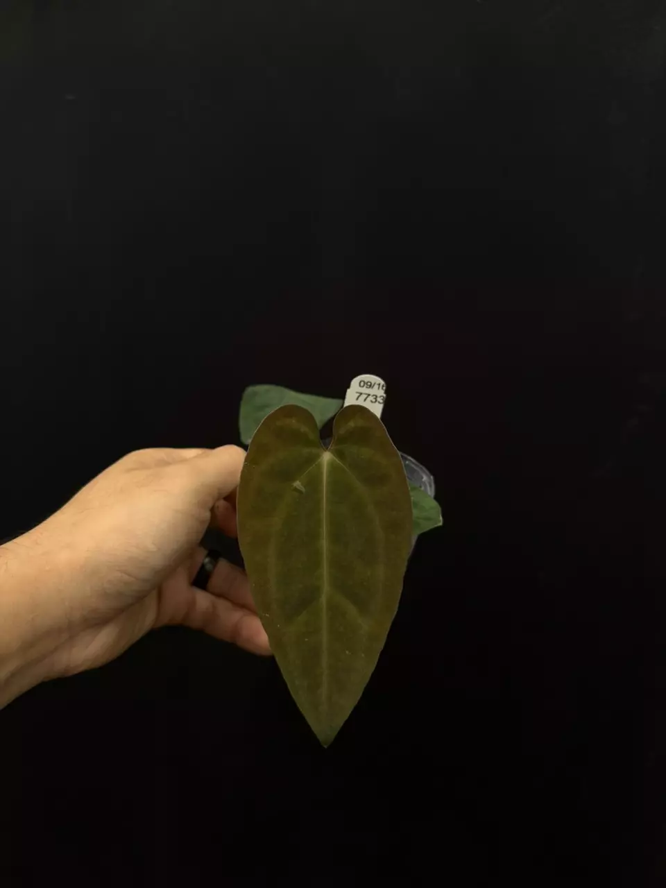 plant/7733 (aos x bvep) x bvep oliver-0
