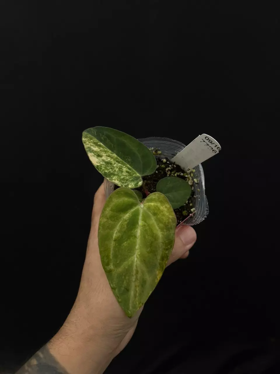 plant/7726 variegated crystal mag x carla Wu2-0