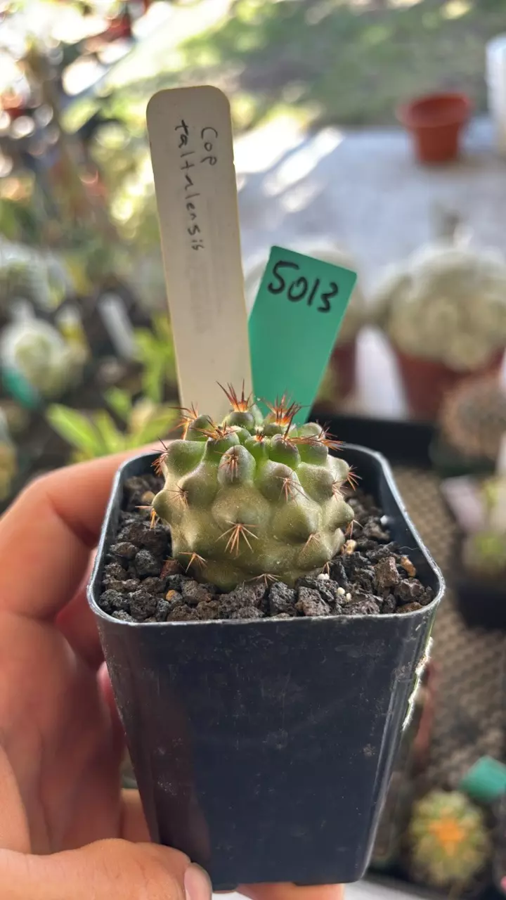 plant/5013 copiapoa taltalensis-0