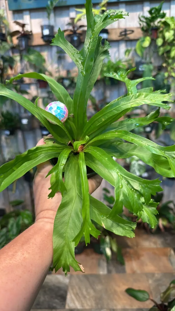 plant/Birdsnest fern-0