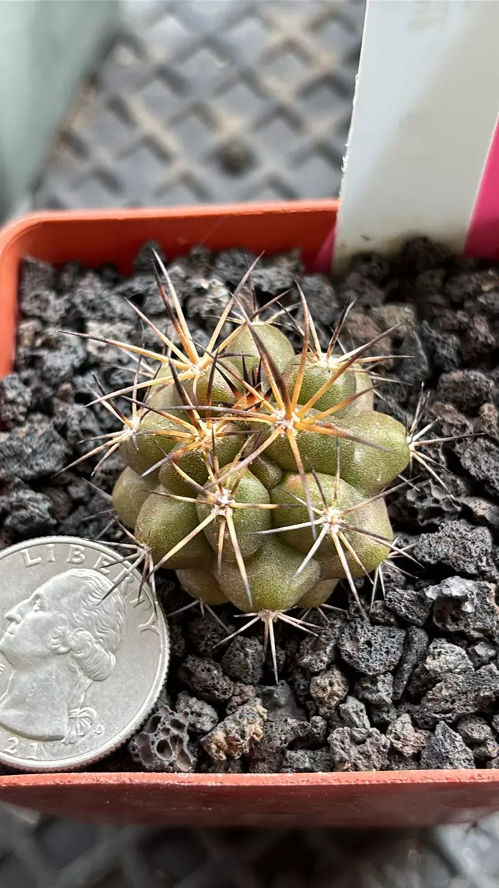 plant/75 copiapoa desertorum-1