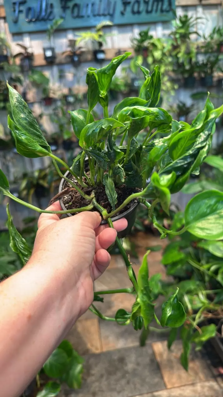 plant/Shangri la pothos-0