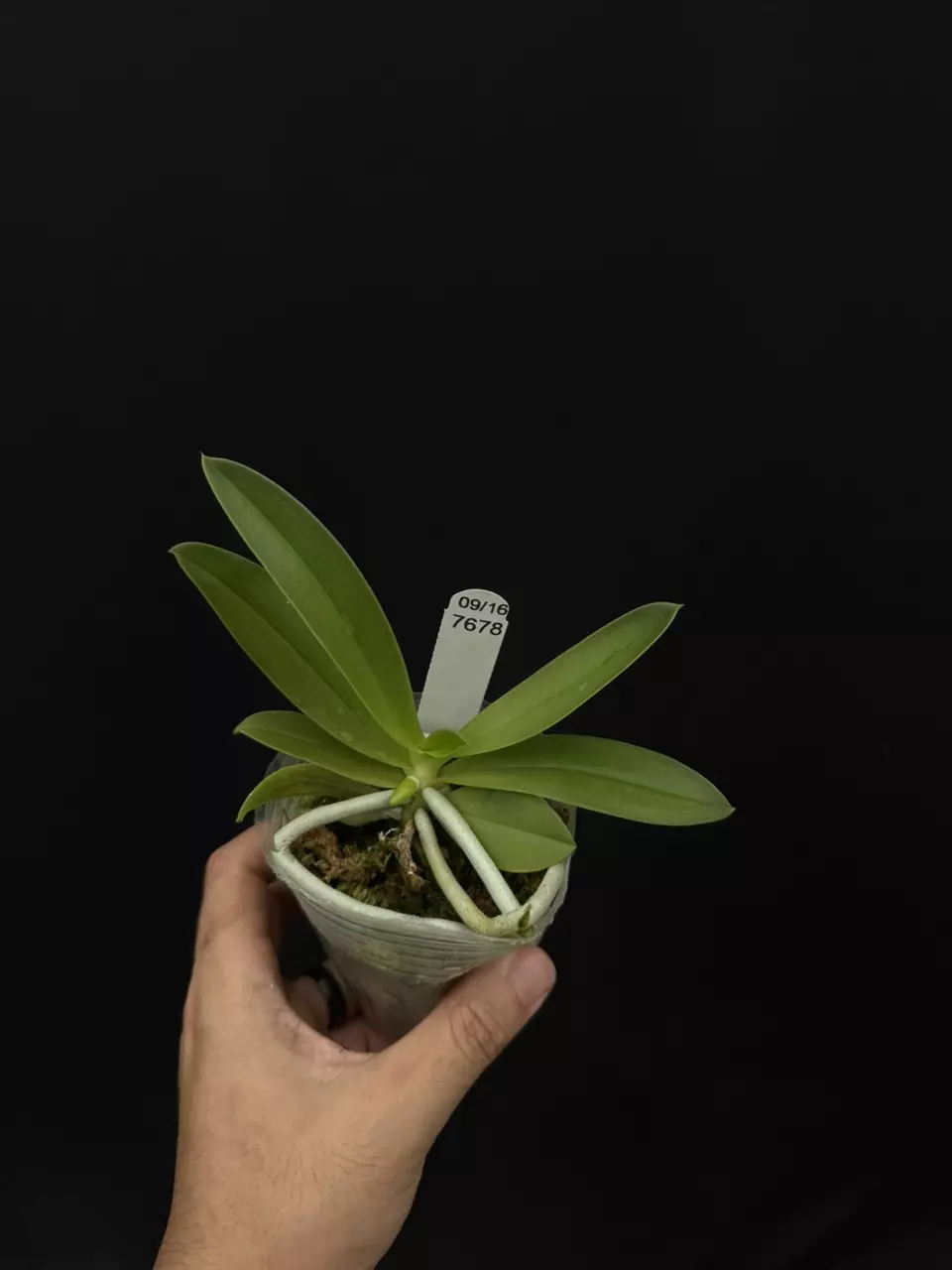 plant/7678 Phal. cornu-cervi flava-0