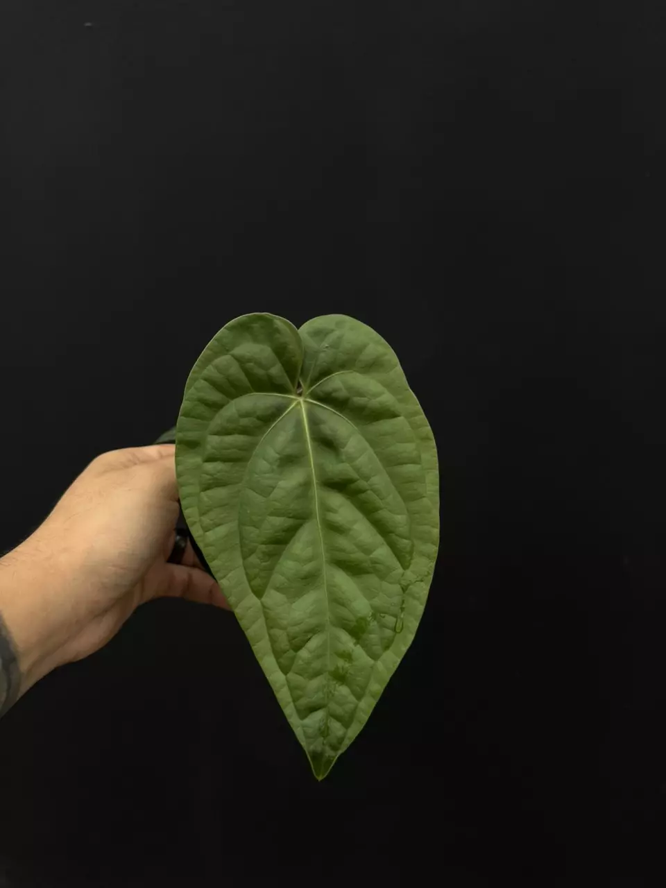 plant/7706 green thin regale x luxurians-0