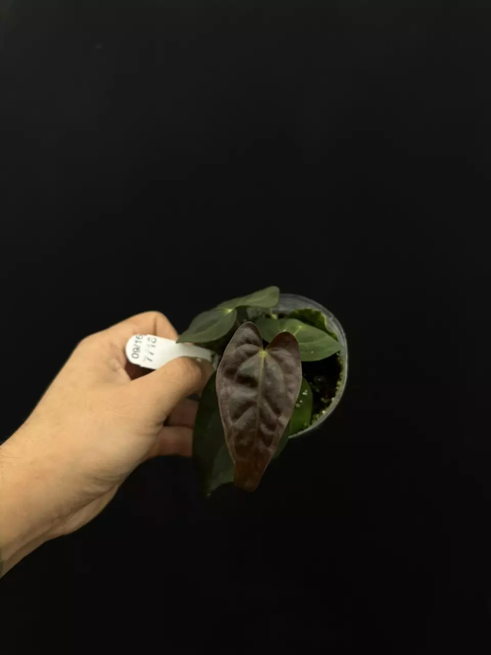 plant/7718 (carla x bess) x papi wormtail-0