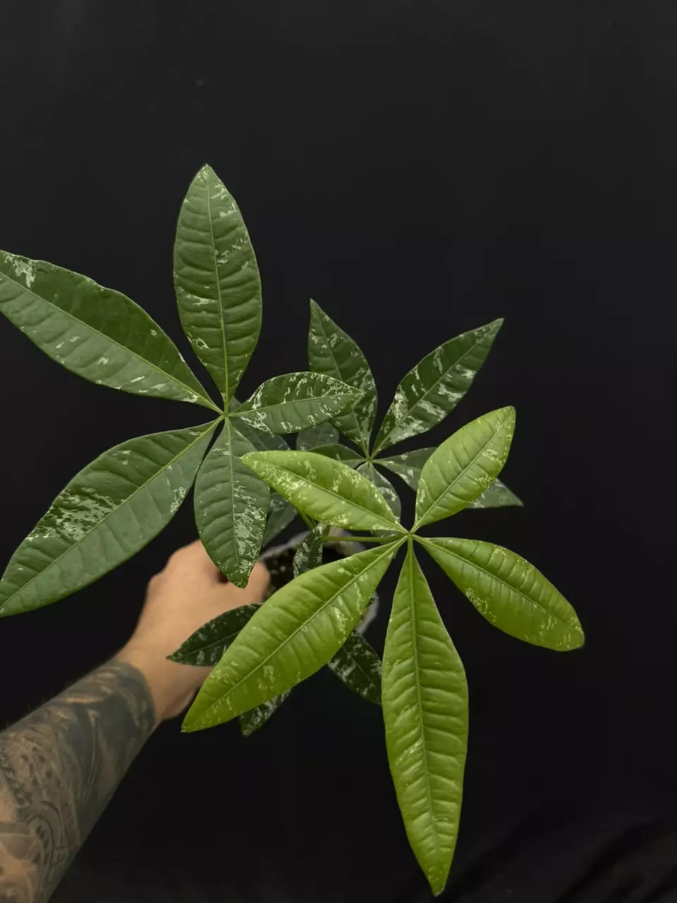 plant/7662 var money tree-0