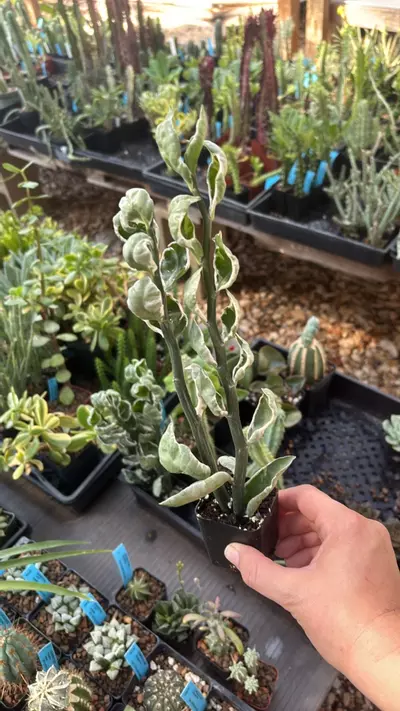 plant/Pedilanthus tithymaloides jade slippers variegated-0-thumbnail