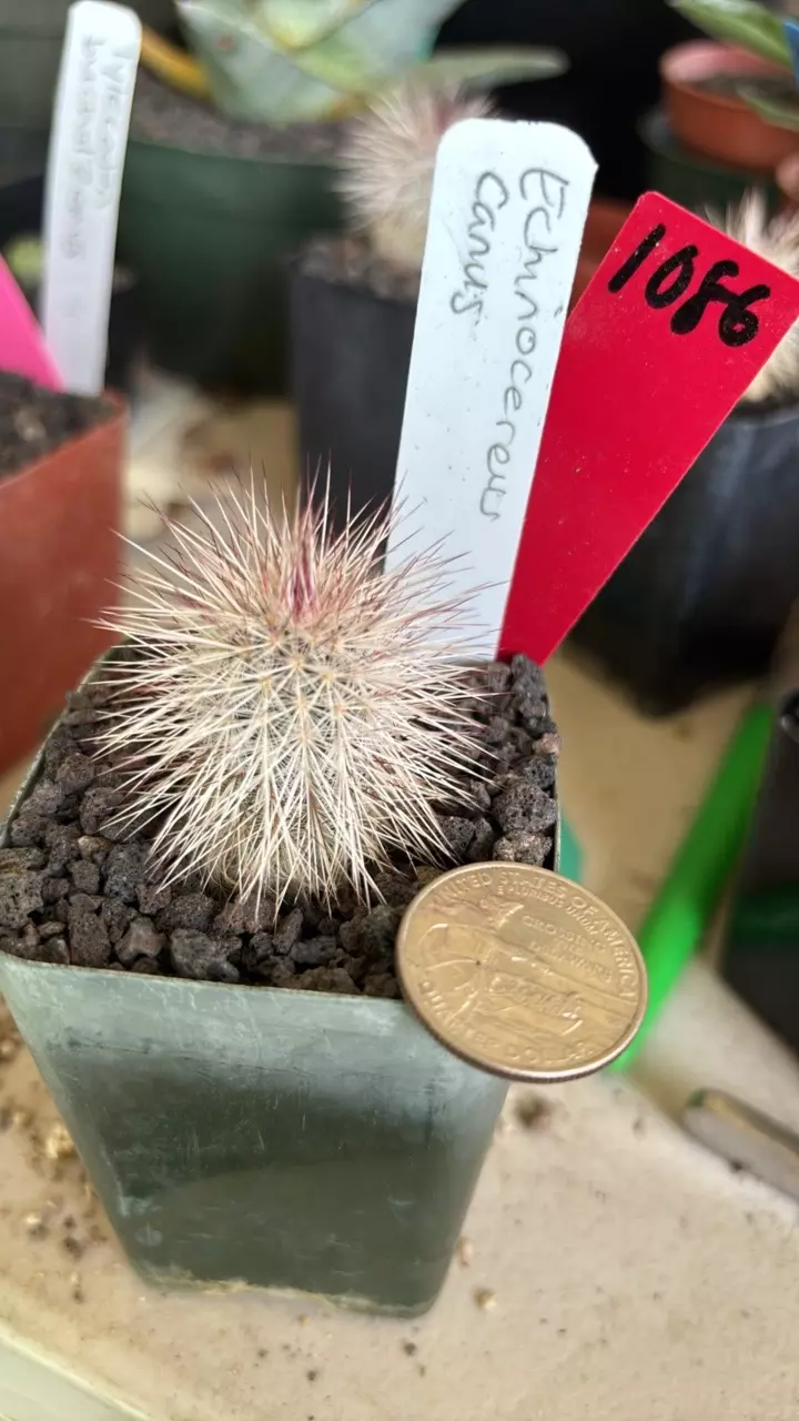 plant/1086 Echinocereus canus-0