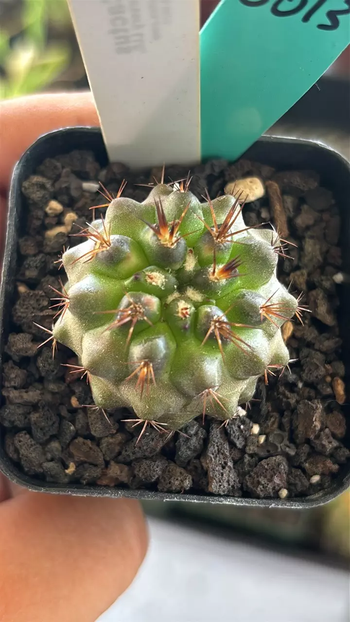 plant/5013 copiapoa taltalensis-1