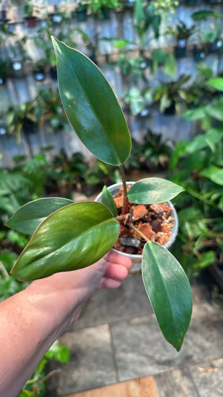 plant/Rojo congo-0
