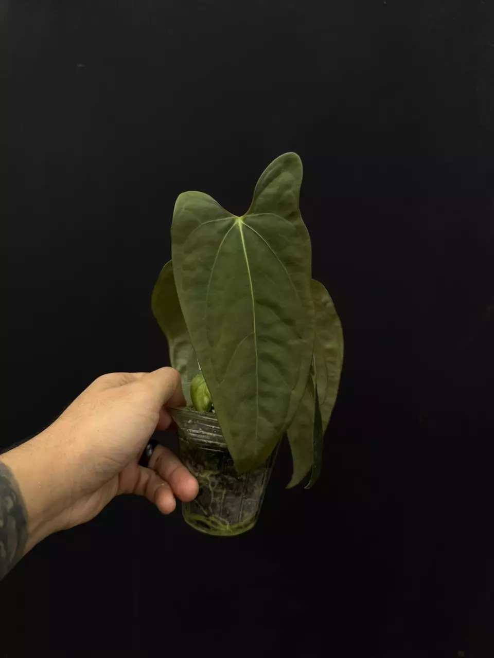 plant/7756 papi Wu1 x Wu9-0