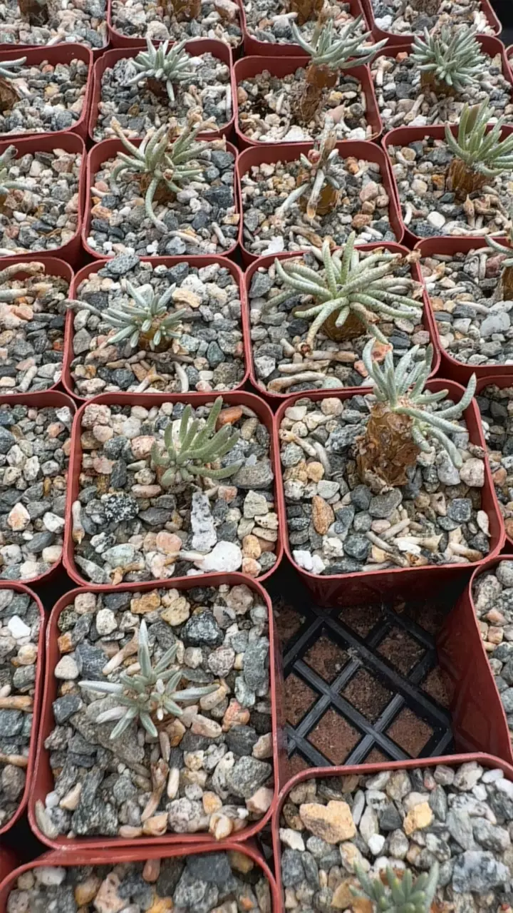 plant/Gc Avonia quinaria pink flower-0