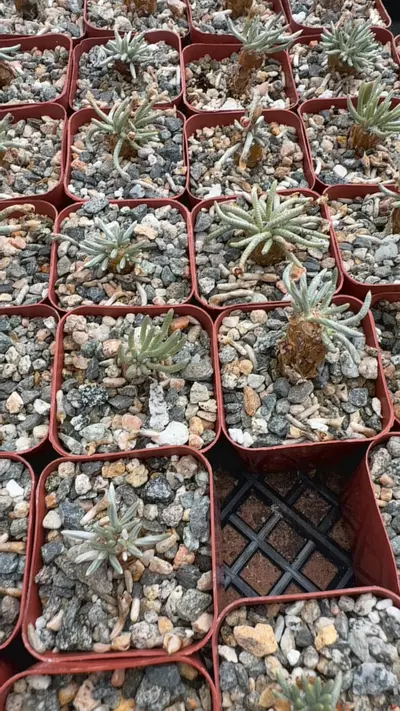 plant/Gc Avonia quinaria pink flower-0-thumbnail