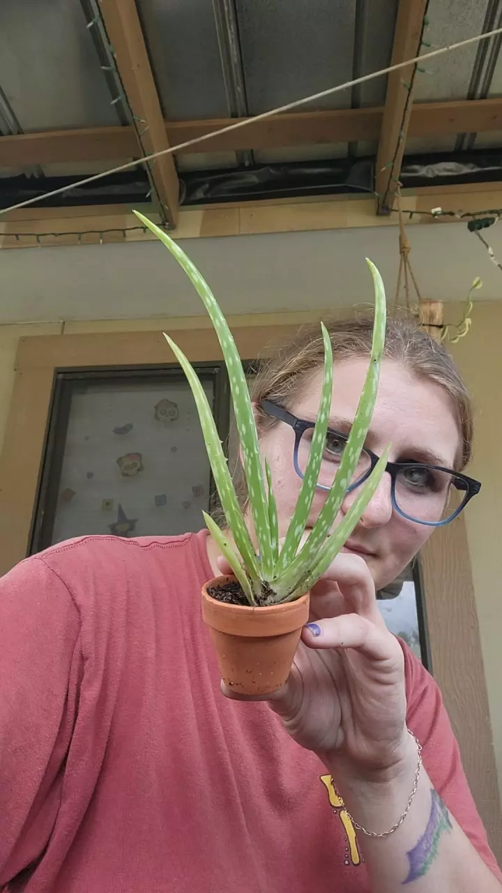 plant/Aloe Vera 2" growers choice-0