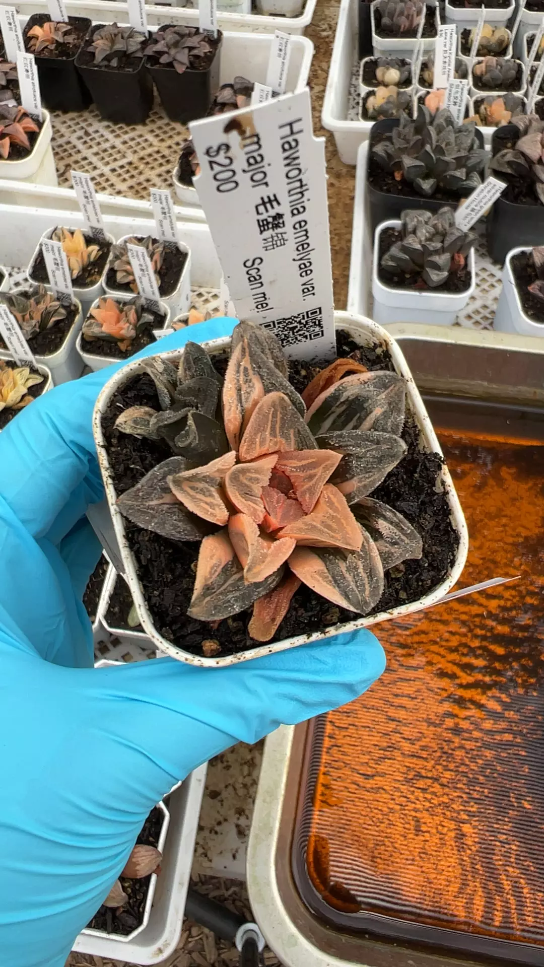 plant/C47 emelyae var major var-0