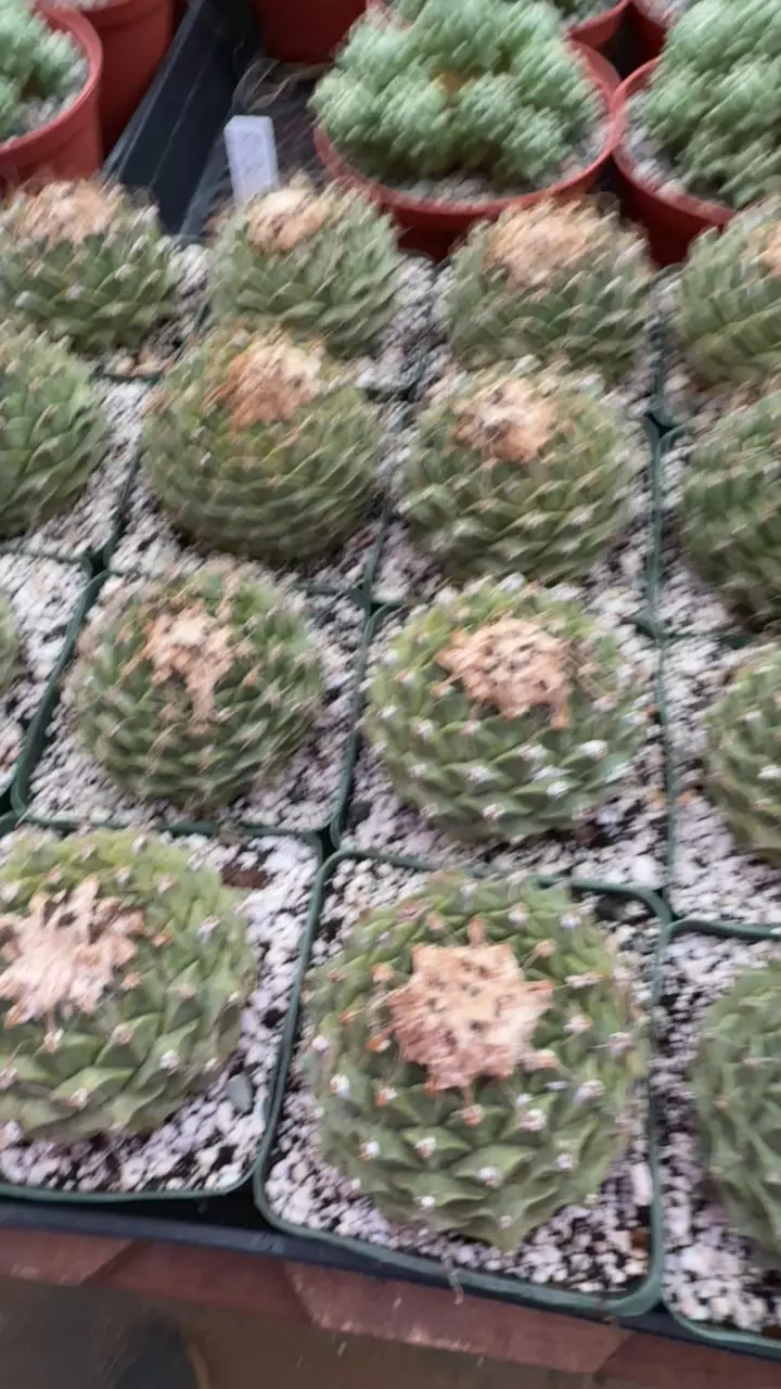 plant/Gc obregoni denegrii-0