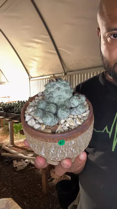 plant/G47 Ortegocactus macdougallii oaxacaensis  🤣 with pot-0-thumbnail