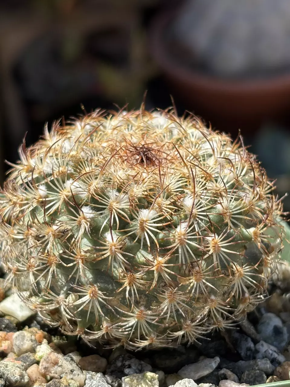 plant/Turbinicarpus Ysabelae-1