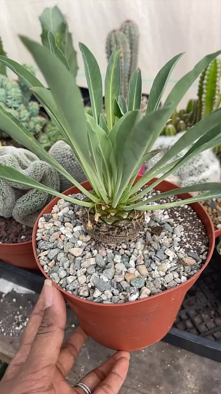 plant/GC Euphorbia-0
