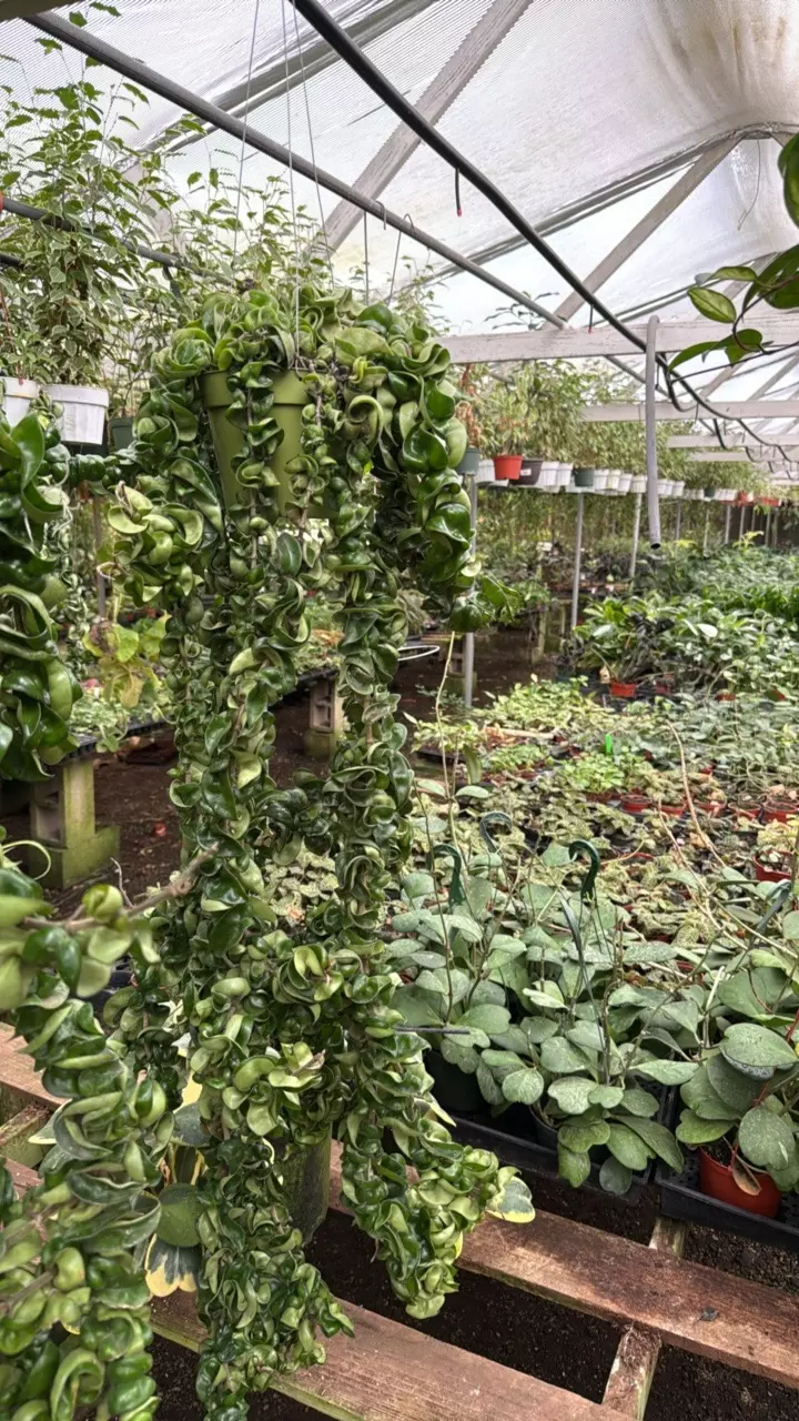 plant/hindu rope 6” xxl-0