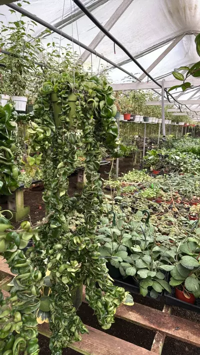 plant/hindu rope 6” xxl-0-thumbnail