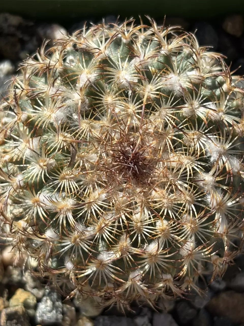 plant/Turbinicarpus Ysabelae-0