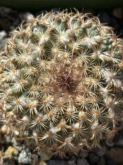 plant/Turbinicarpus Ysabelae-0-thumbnail