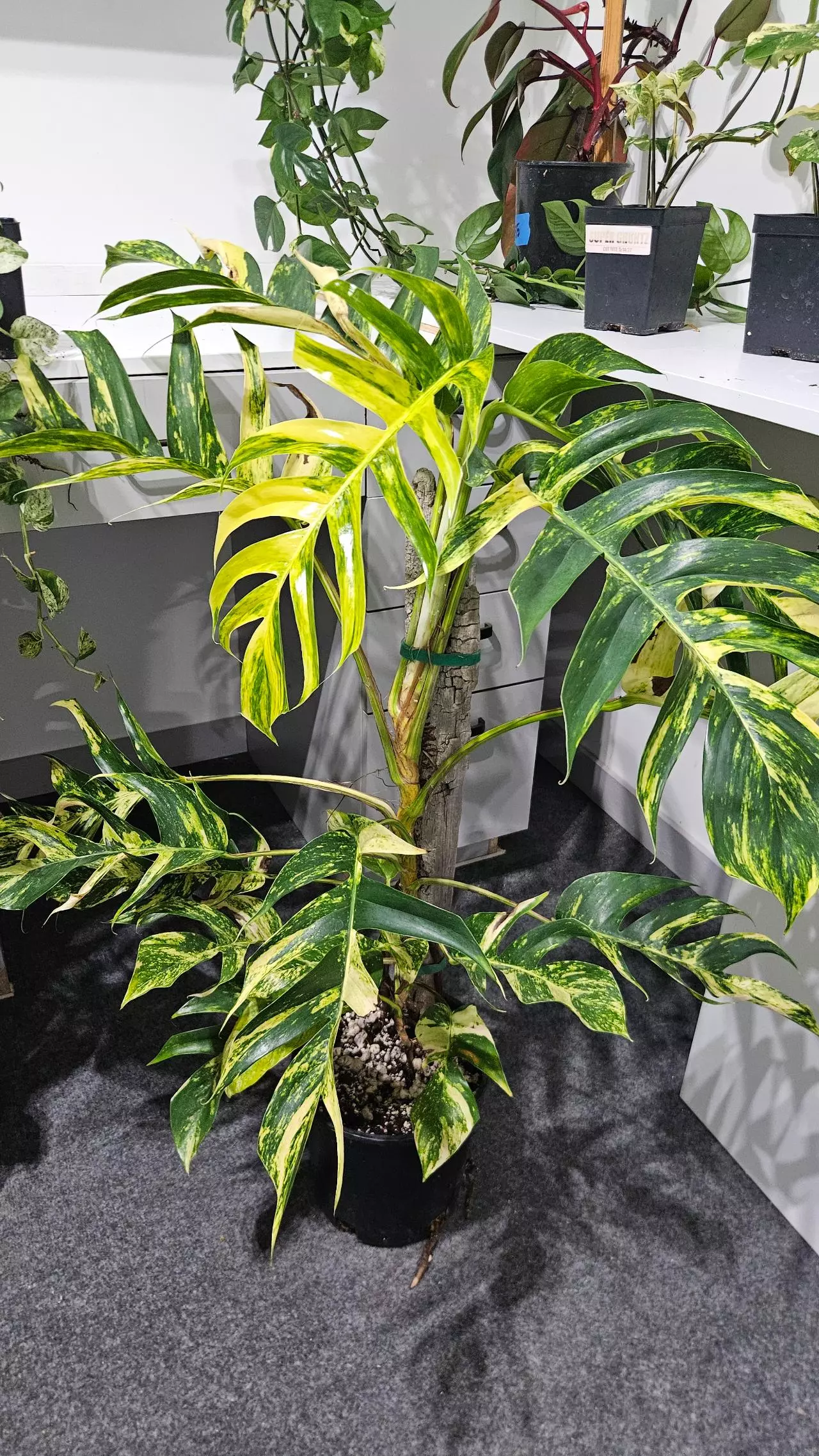 plant/Warning: mature Golden Flame plant for sale on Palm Street.-0
