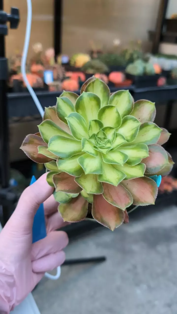 plant/DC Aeonium Shaohua-0