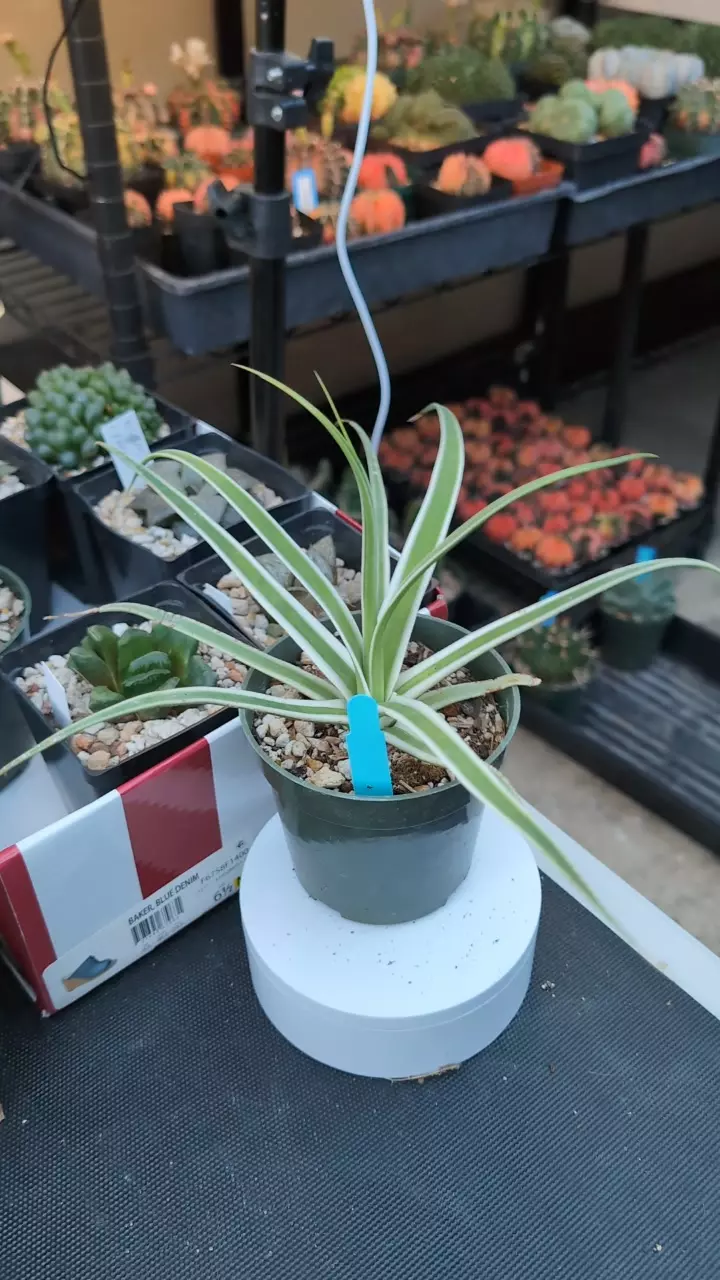 plant/DC Monterrey frost-0