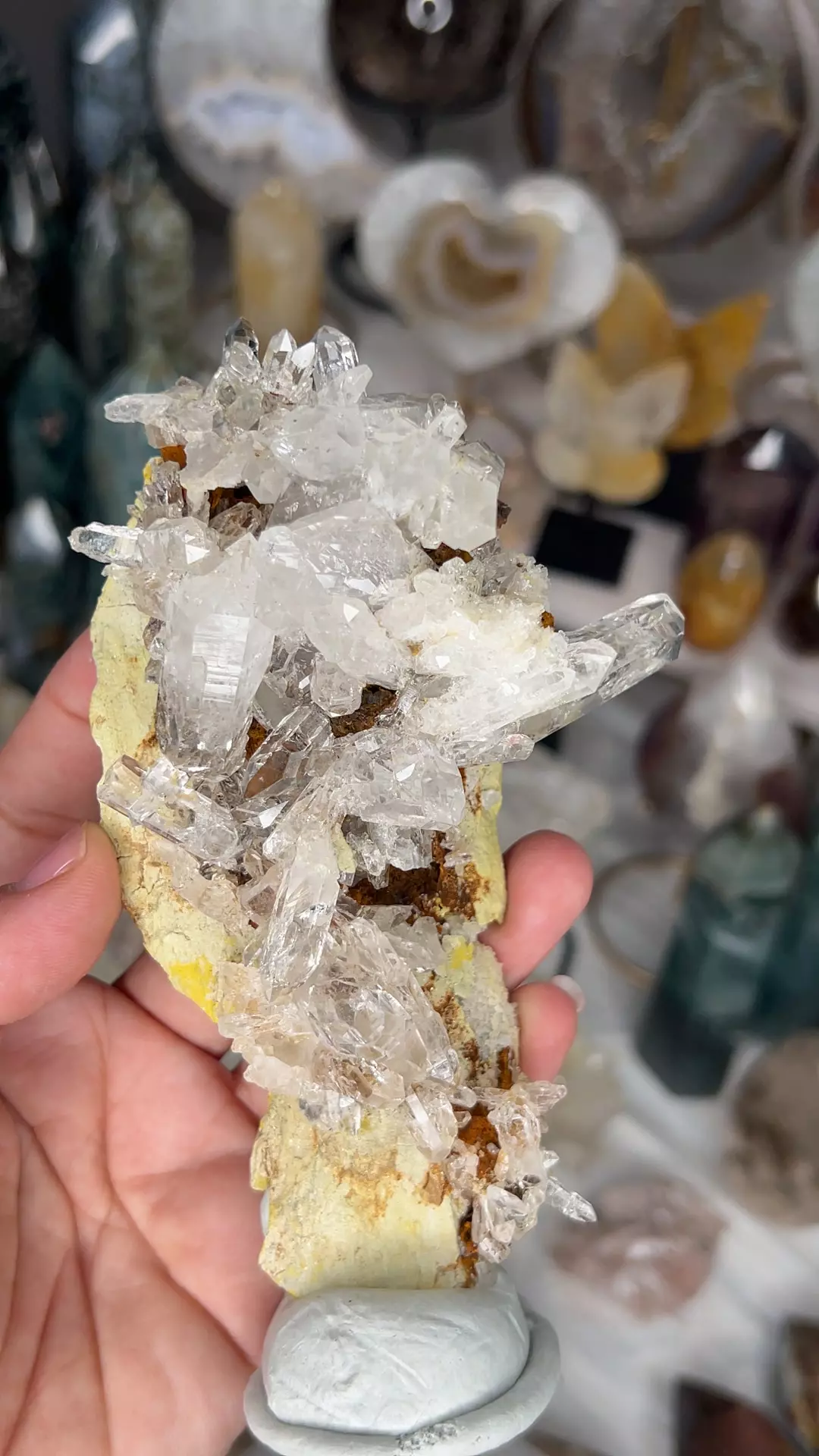 plant/Columbian Lemurian 124B-0