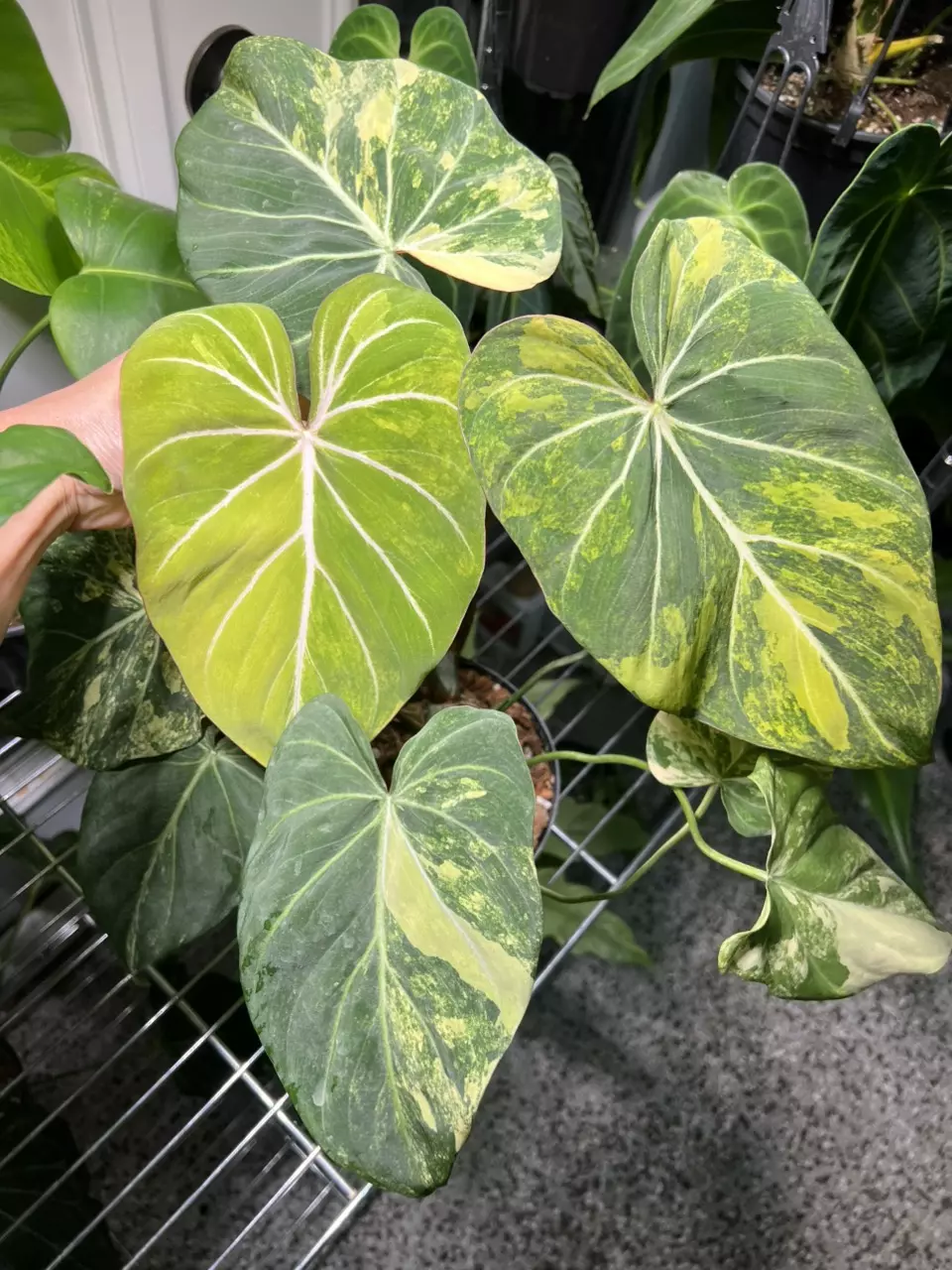plant/Philodendron Gloriosum Variegated 6”-0