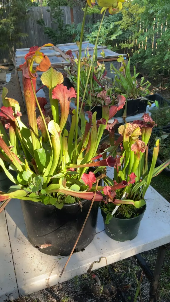 plant/Sarracenia x ‘Judith Hindle’-0