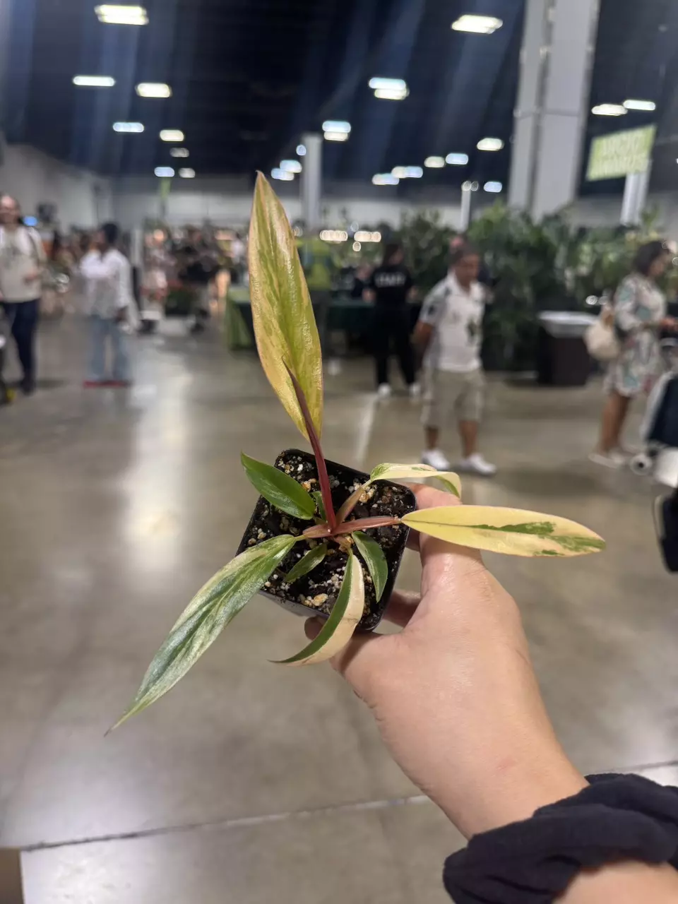 plant/Caramel Marble Special!-0
