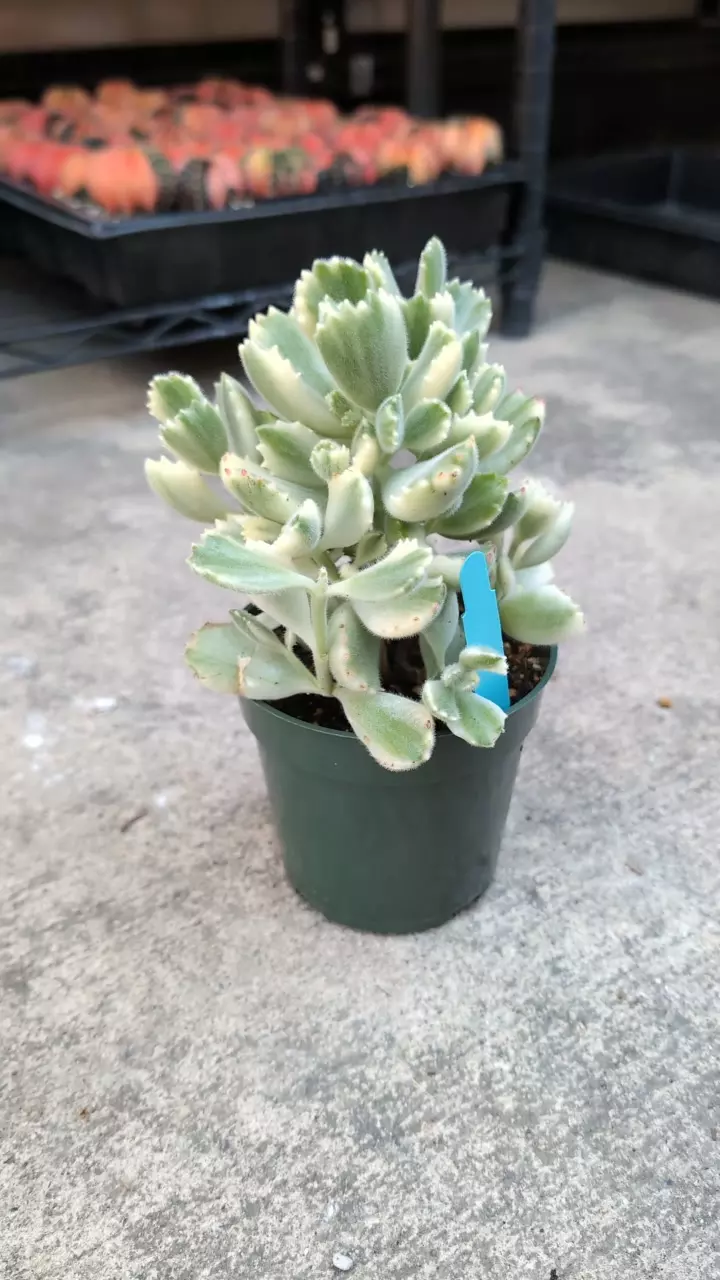 plant/DC cotyledon variegated-0
