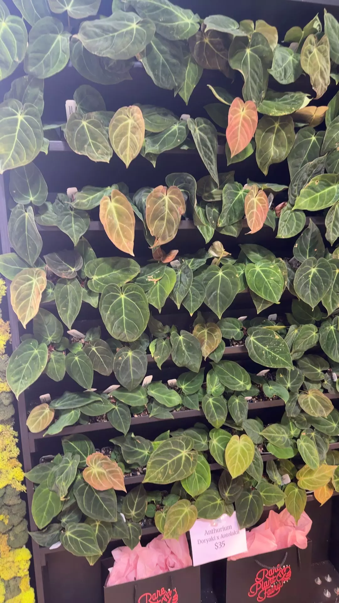 plant/dorayaki x bvep-0