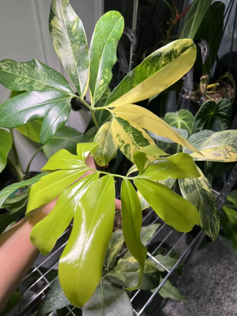 plant/Philodendron Goeldii Variegated-0