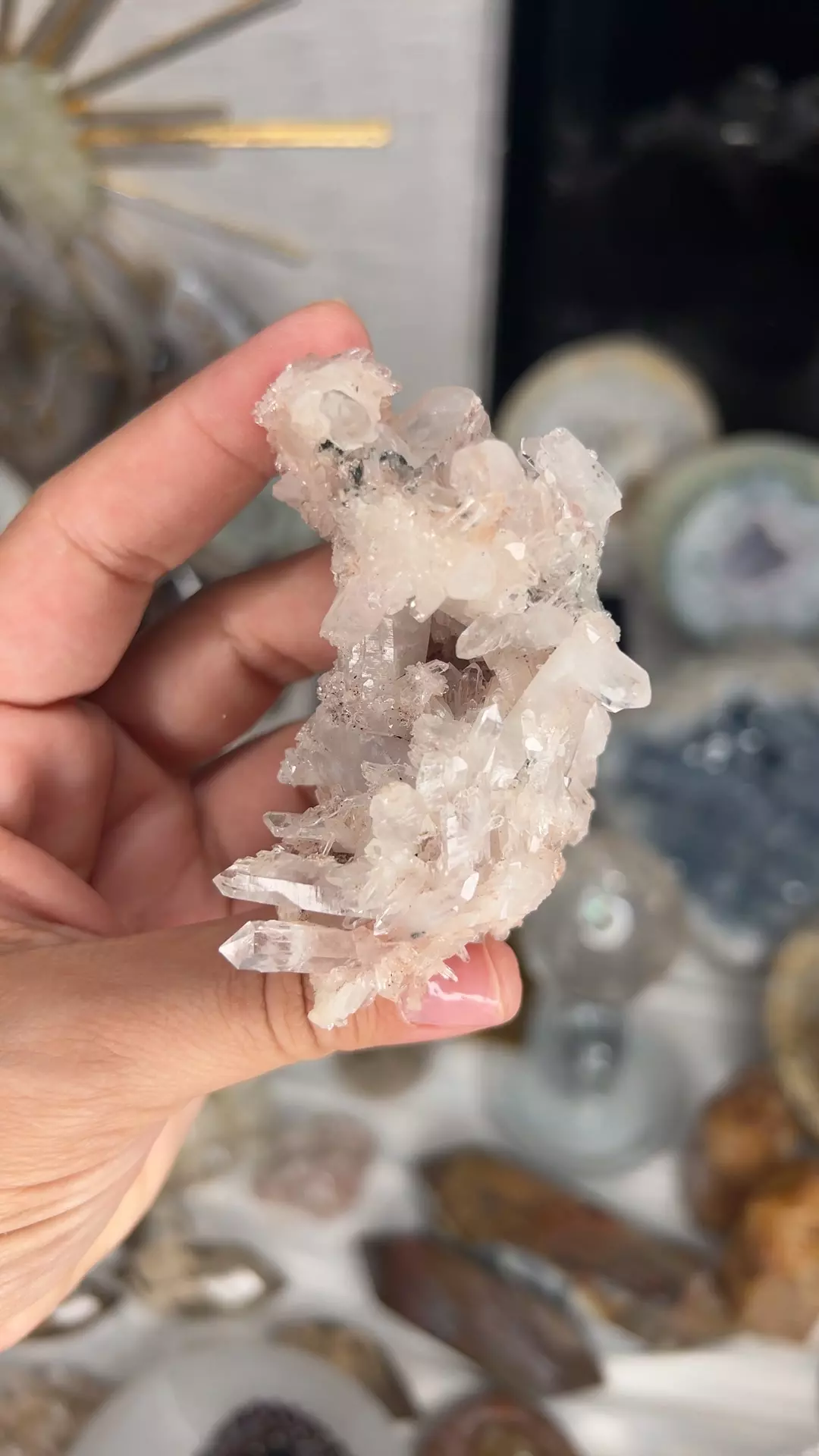 plant/Columbian Pink lithium-0