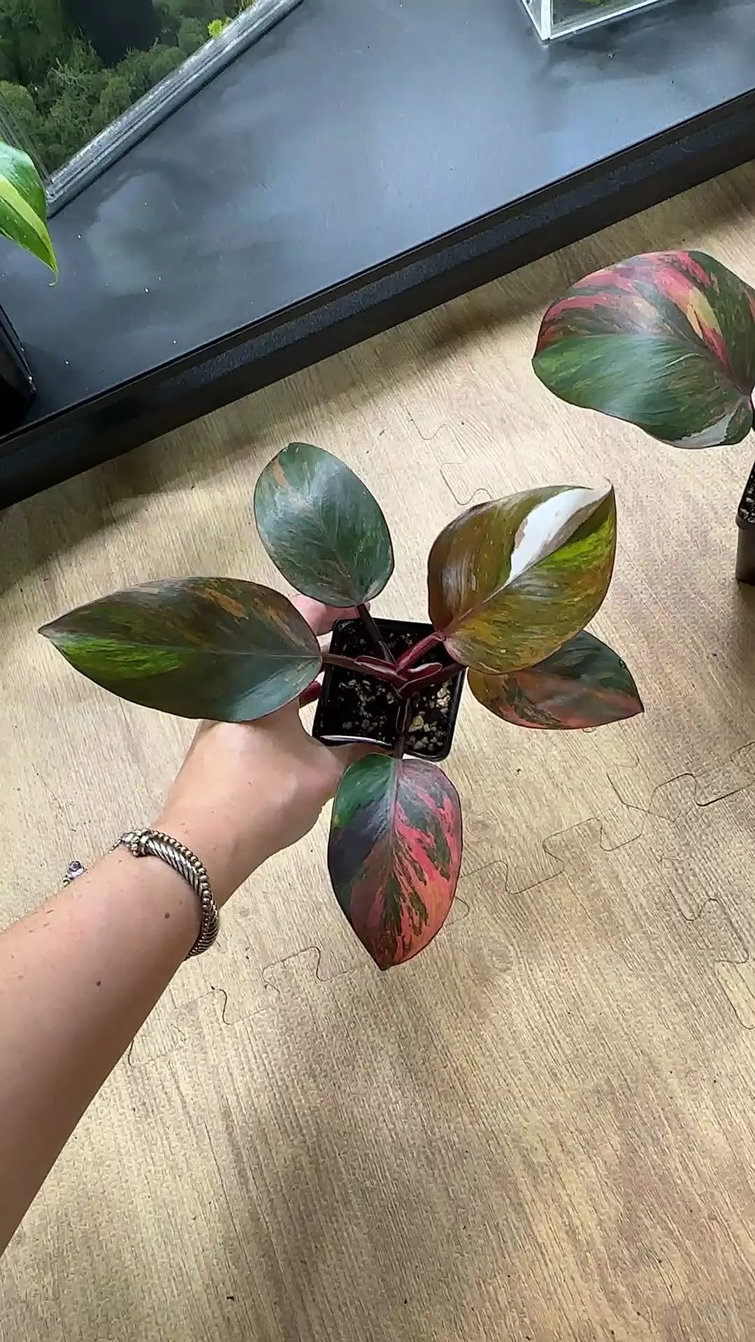 plant/Skittles 33U-0