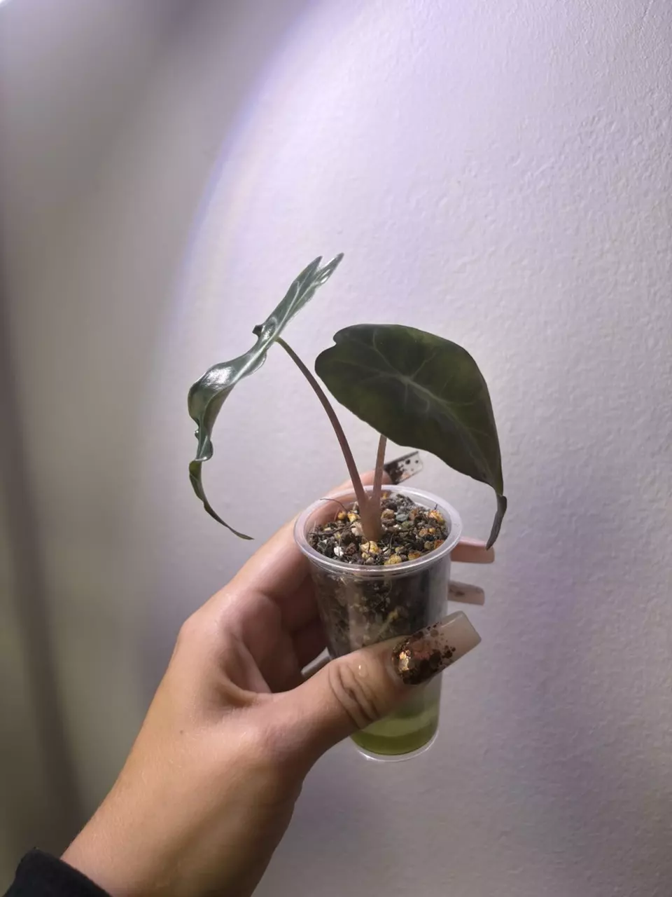 plant/✨Alocasia Venom✨-1