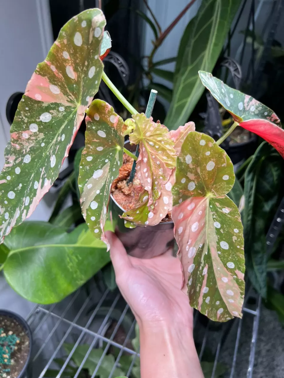 plant/Begonia Maculata Pink Variegated-0