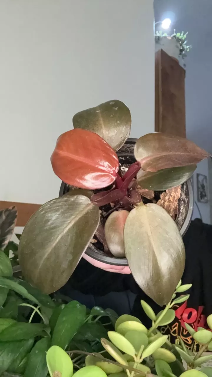 plant/Cherry Red Philodendron-0