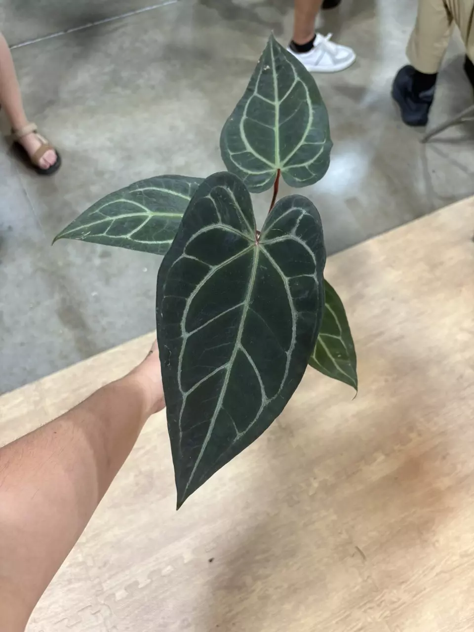 plant/dark and handsome x dark and handsome-0