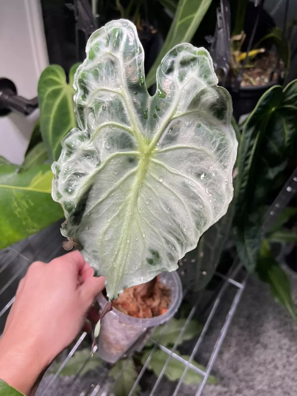 plant/Alocasia Venom 4”-0