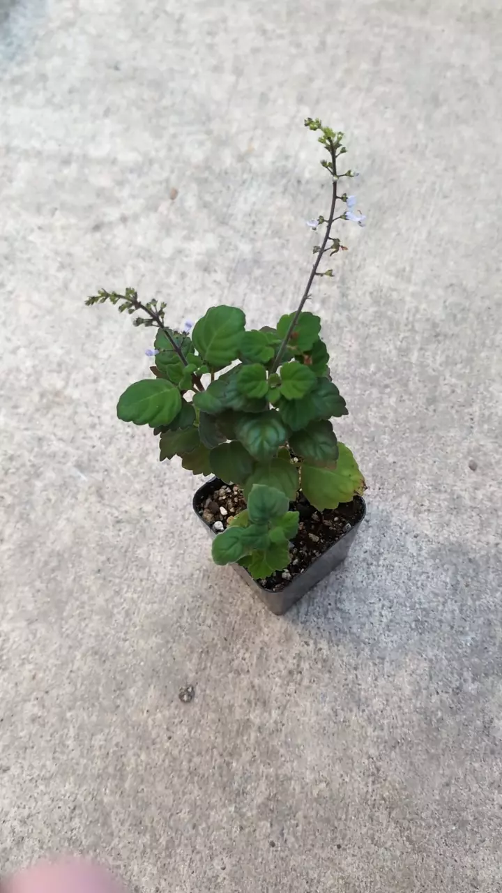 plant/DC Plectranthus ernstii-0