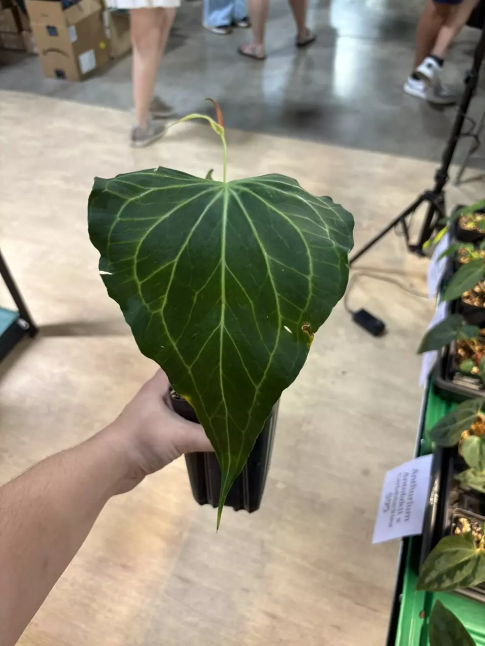 plant/Delta force-0