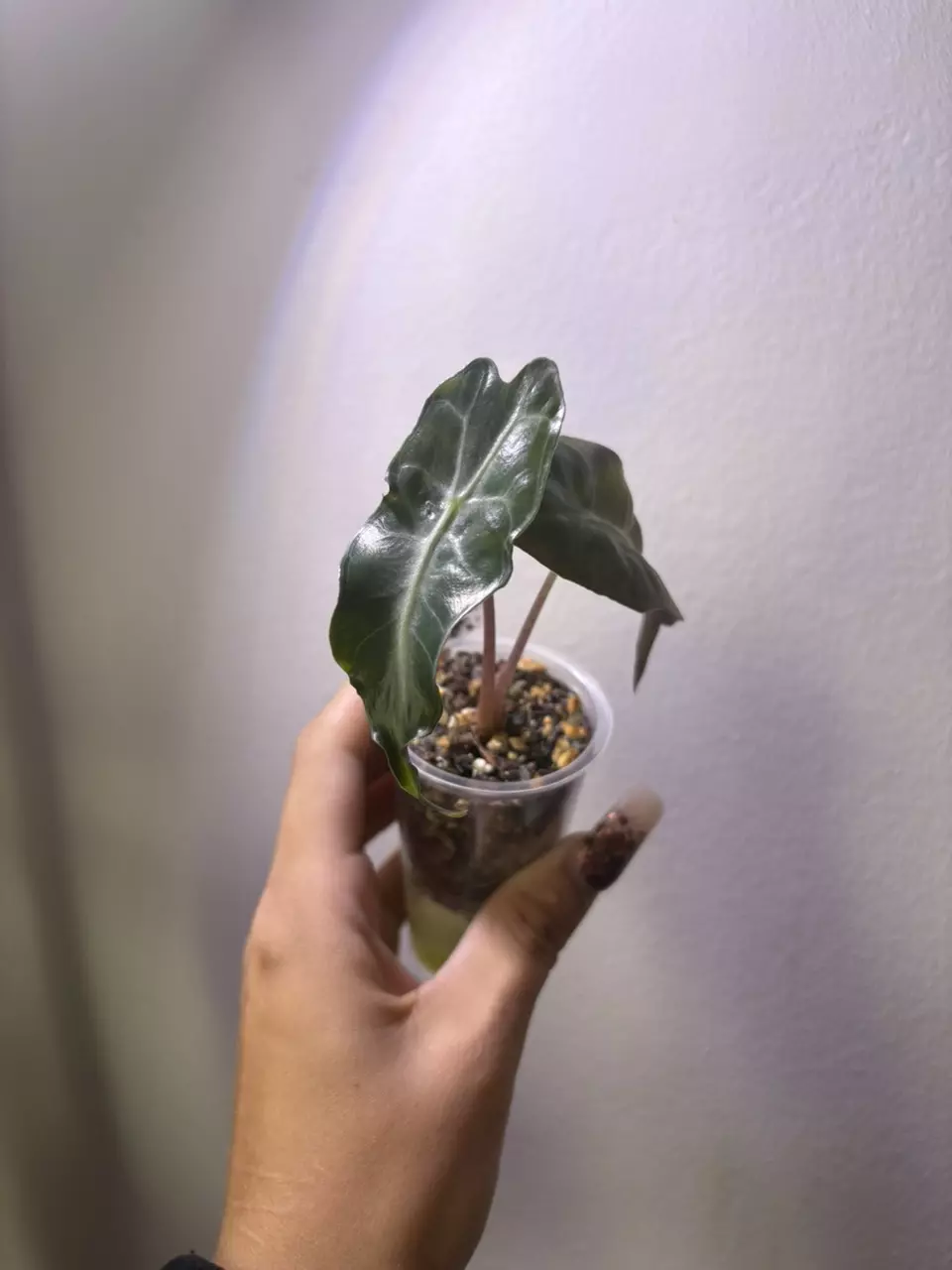 plant/✨Alocasia Venom✨-0