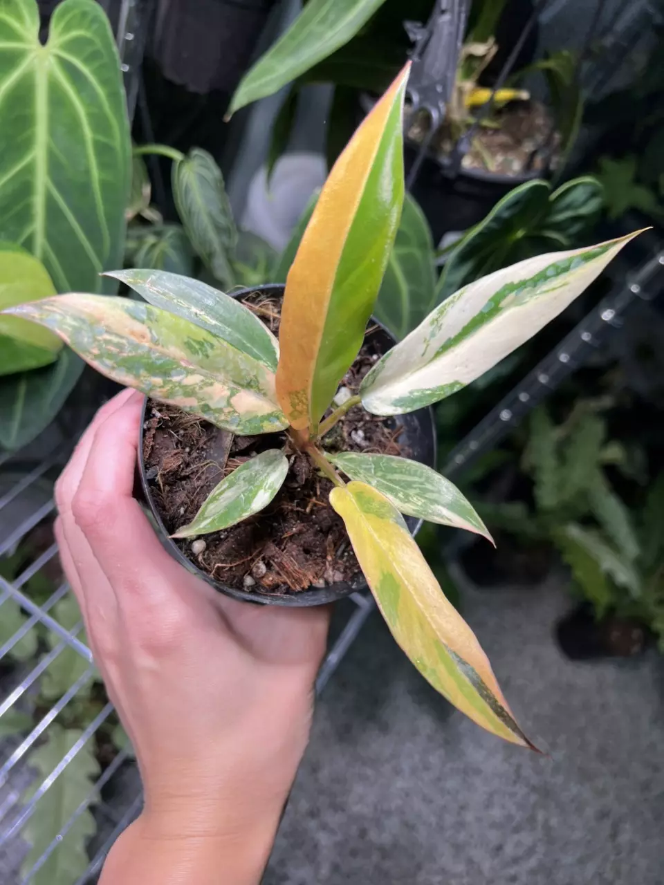 plant/Philodendron Caramel Marble Fire Tiger-0